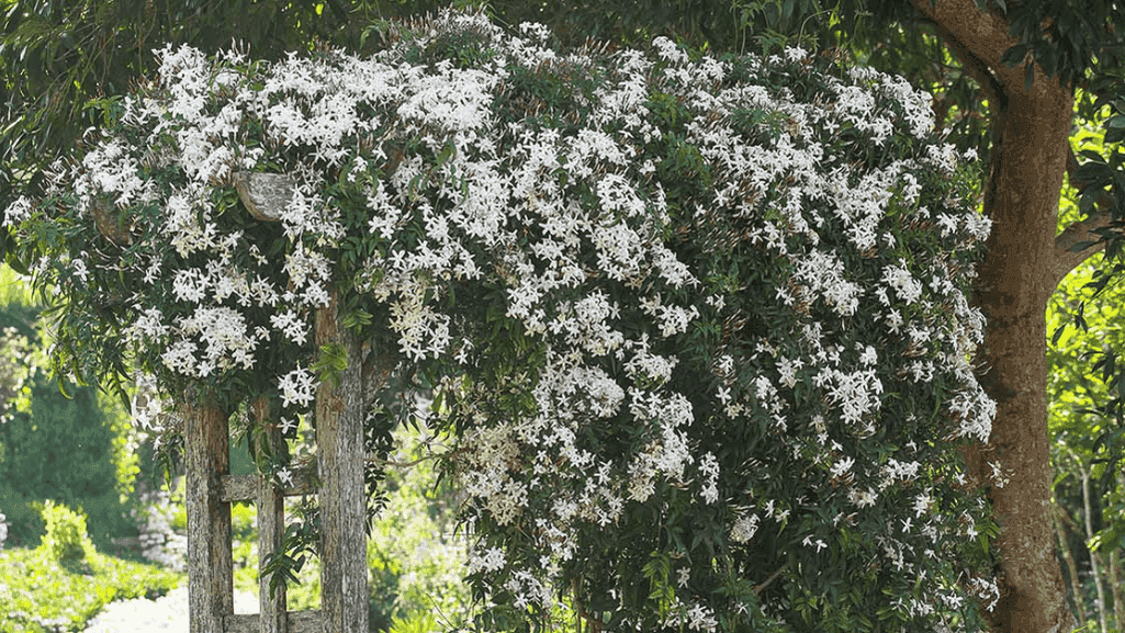 plant support vines