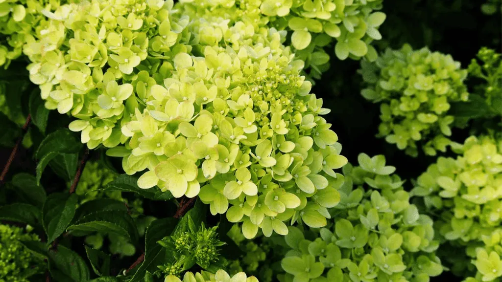 planting little lime hydrangea