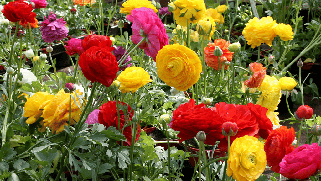 planting ranunculus