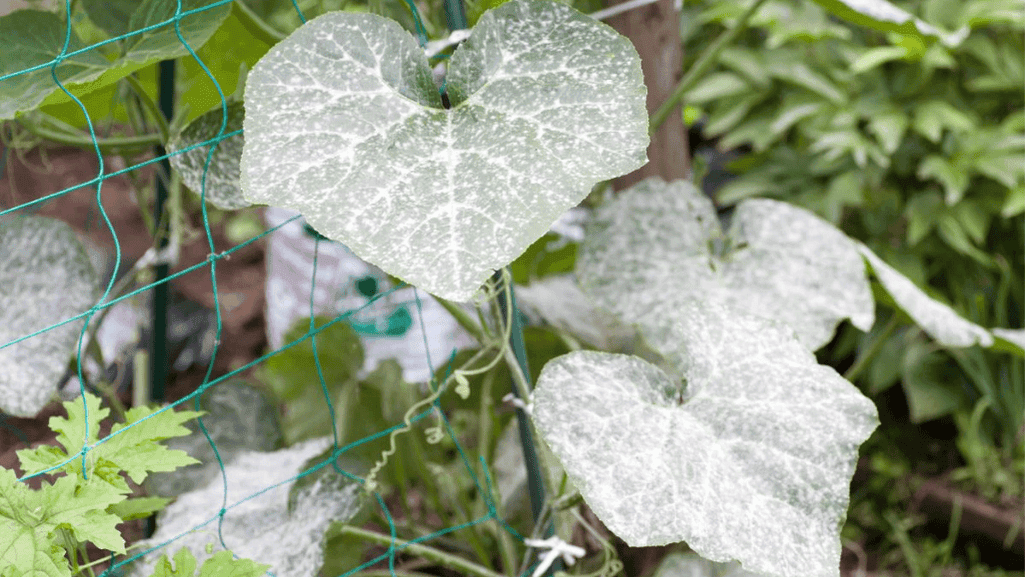 powdery mildew Baking soda is magic for plant