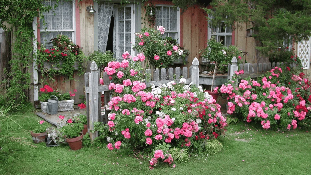roses in cottage garden