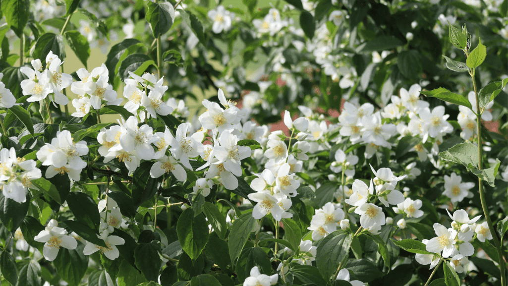 sunlight Trailing Jasmine