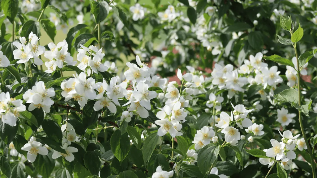 sunlight Trailing Jasmine