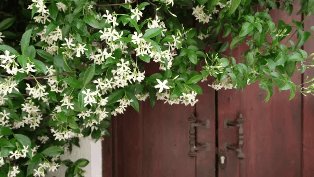 trailing jasmine vine