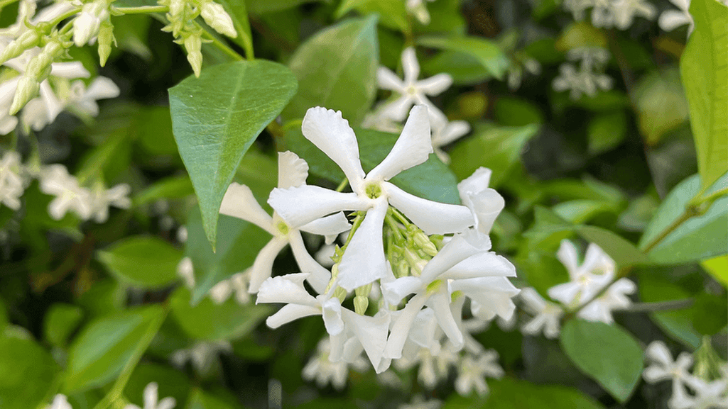 types jasmine