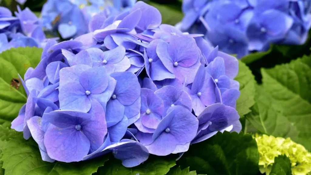 watering needs of dwarf hydrangea