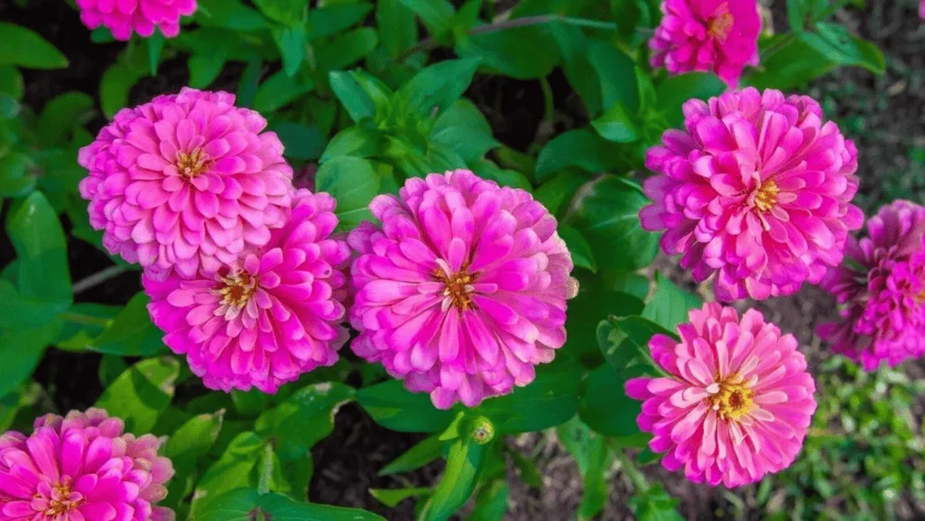 zinnias