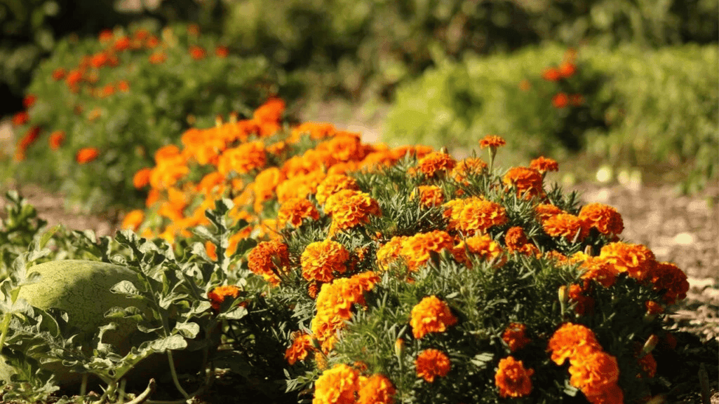 Companion Planting for Pest Control