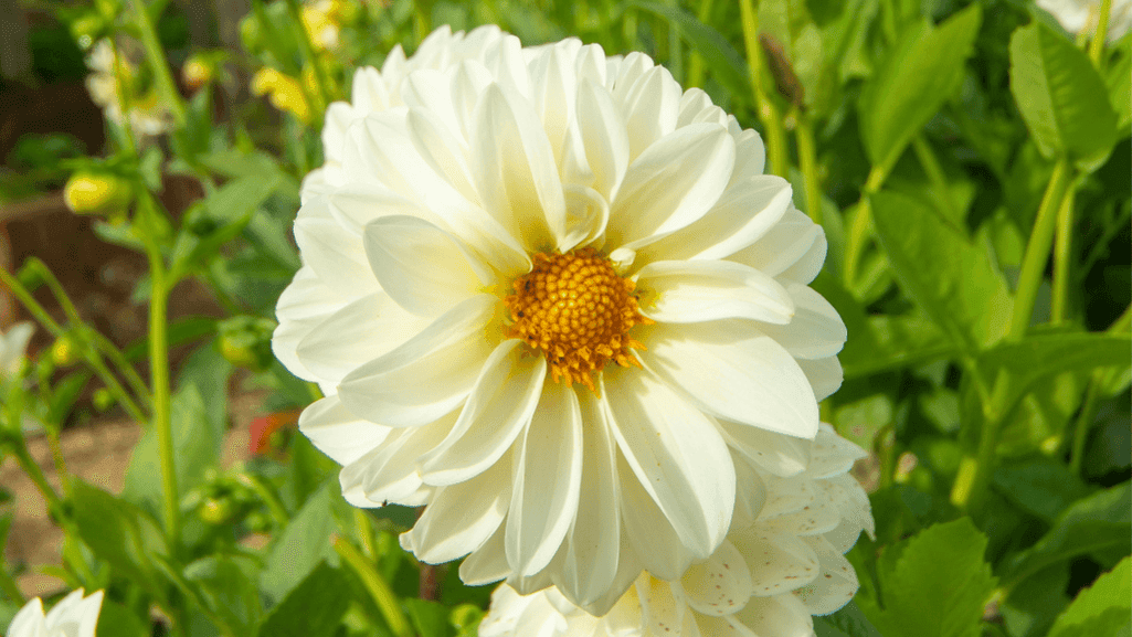 Creating a Serene Atmosphere with White Blooms