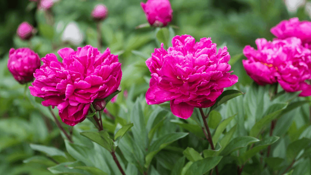 Decoding the Ideal Growing Conditions for Peonies