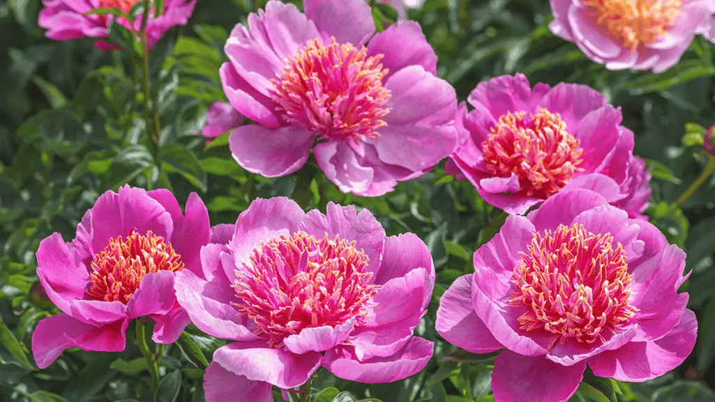 Essential Peony Care Tips