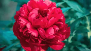 Garden conditions for peonies