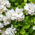 Gardenia Temperature Control Tips