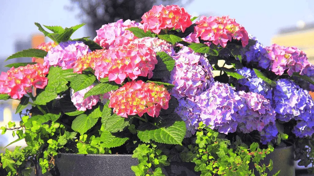 Growing Little Lime Hydrangea in Containers