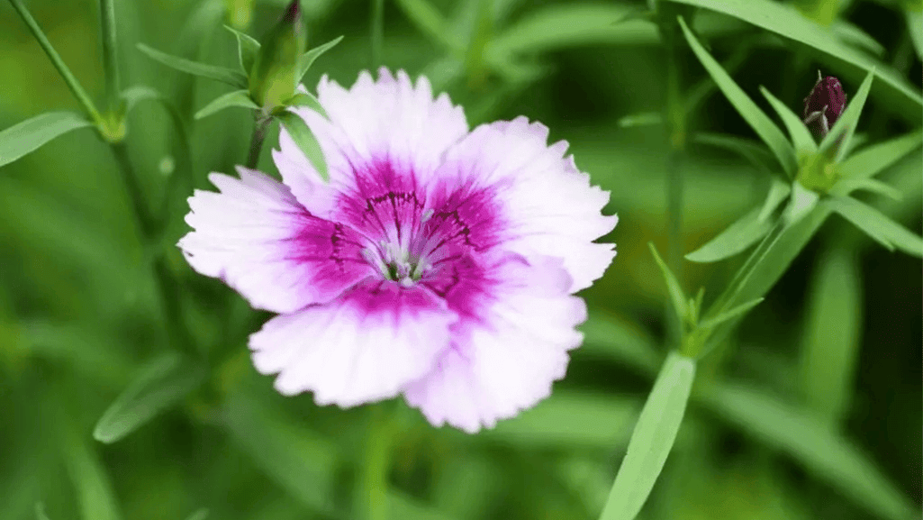 Little Lime Hydrangea Companion Plants