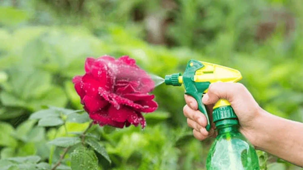 Natural and organic pest control products