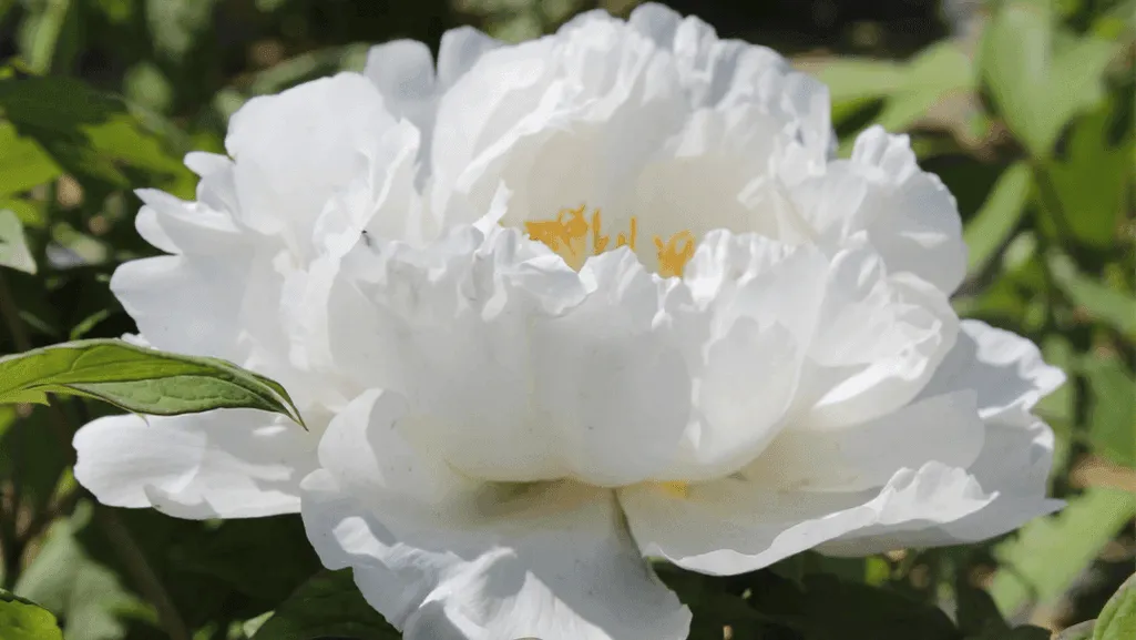 Peony Planting Techniques