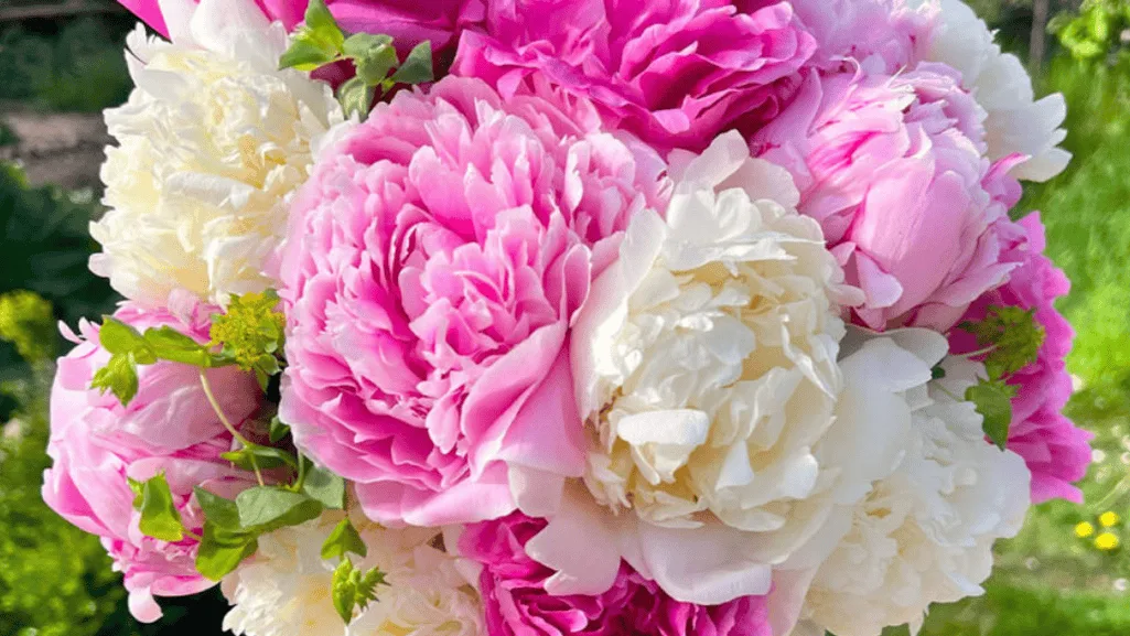 Peony Summer Care