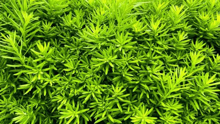 Shade-loving evergreen shrubs in a garden