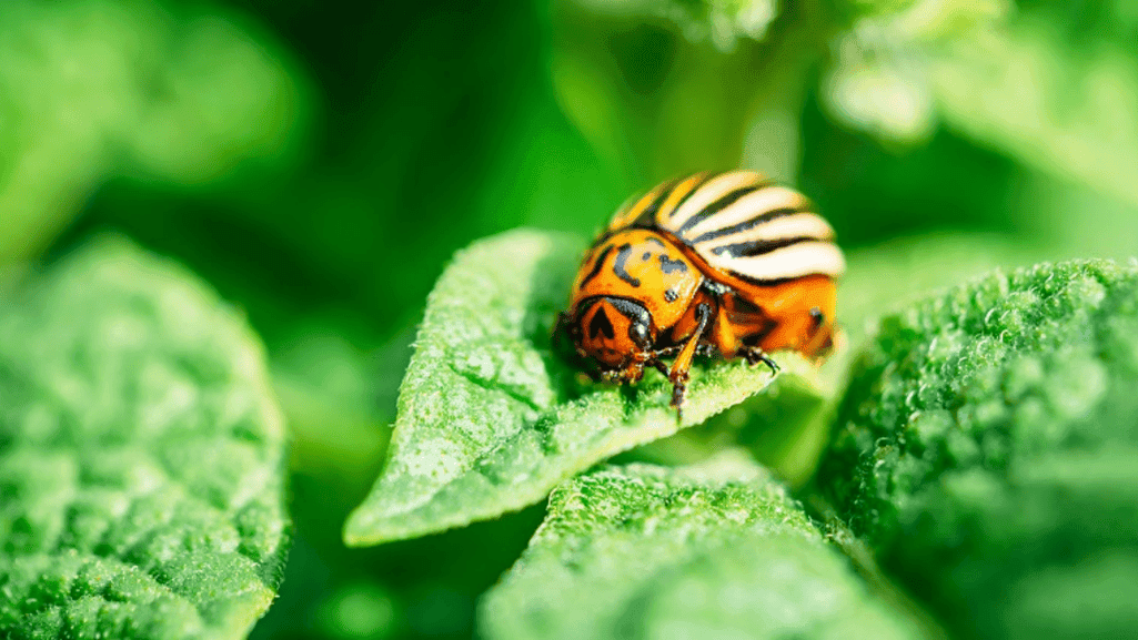 The Importance of Controlling Garden Pests Naturall