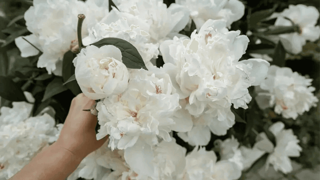 The Symbolism of White Flowers in Home Decor