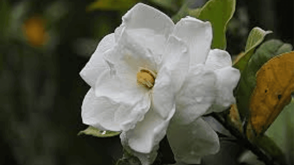 Understanding Gardenia Basic Requirements