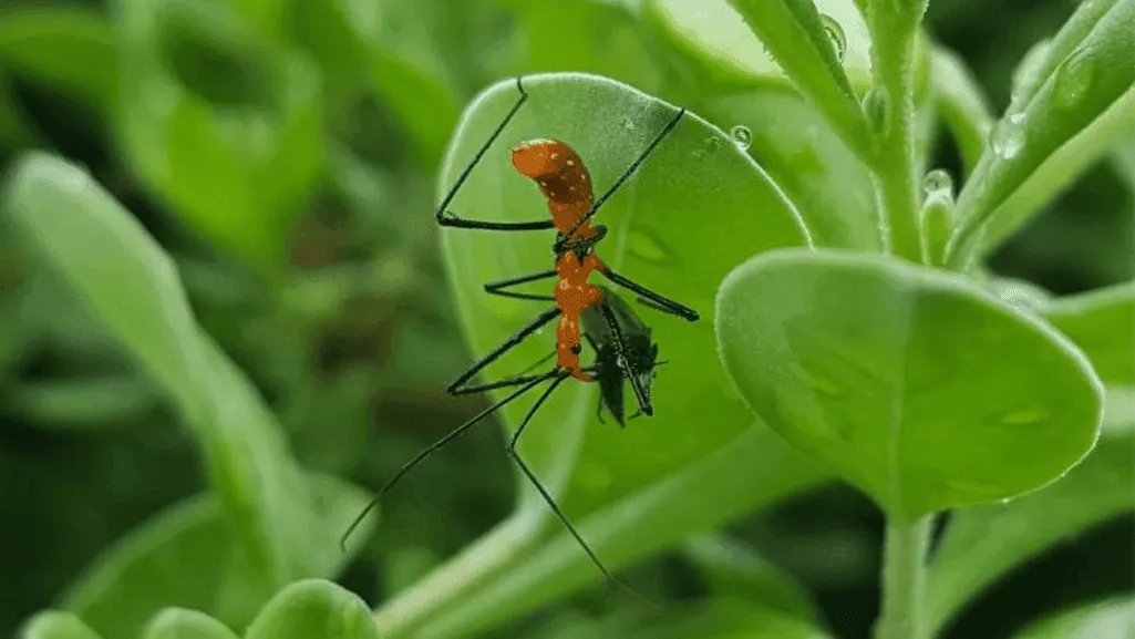 beneficial insects in garden pest control