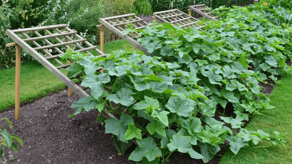 budget-friendly trellis designs