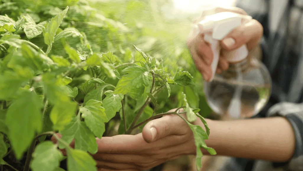 homemade pest control remedies