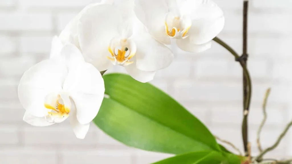 nurturing indoor blooms