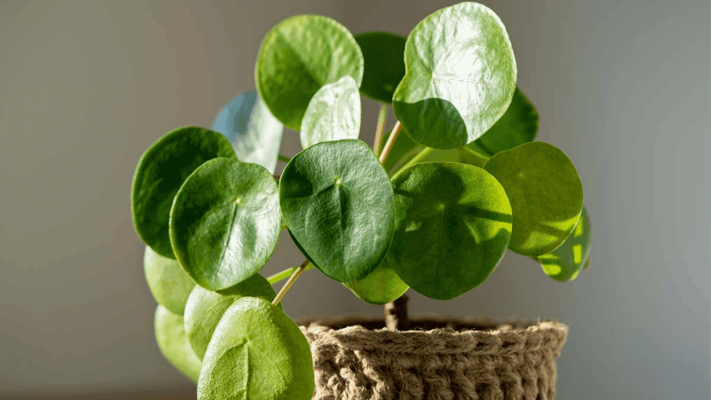 Chinese Money Plant with round leaves on thin stems - best indoor plants for bright spaces