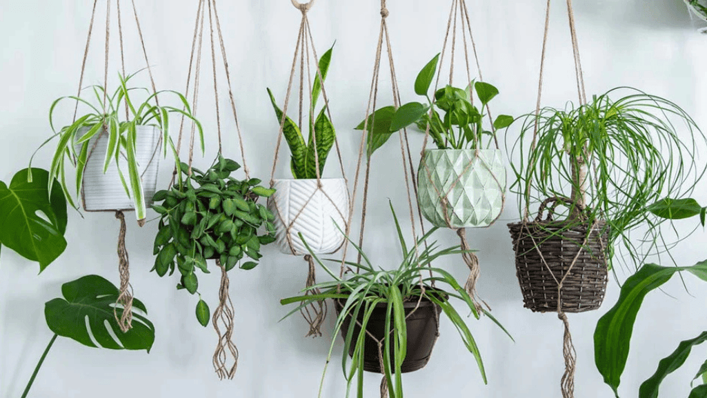 Comparison of pet-friendly and air-purifying indoor plants in a bright living room setting