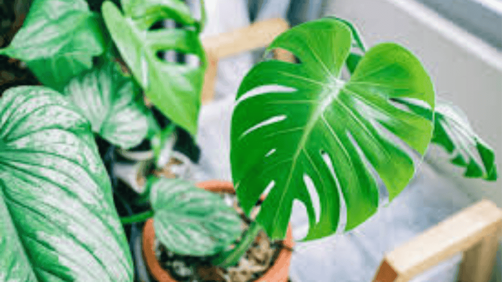 Monstera Deliciosa with large fenestrated leaves - best indoor plants for bright spaces