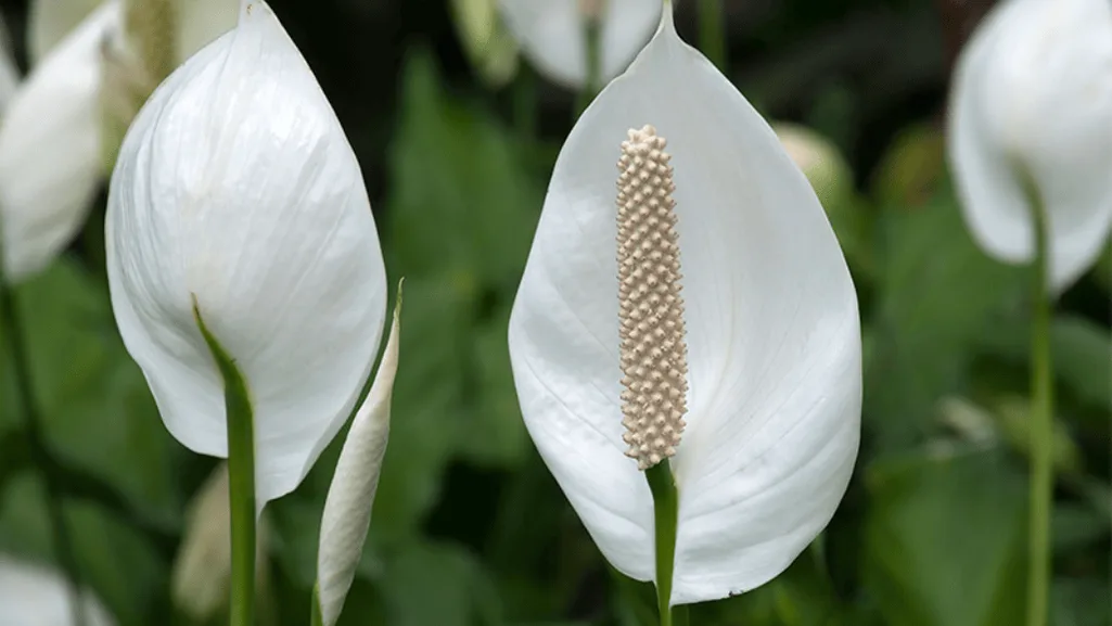 Peace Lily with glossy green leaves and white flowers - best indoor plants for medium light