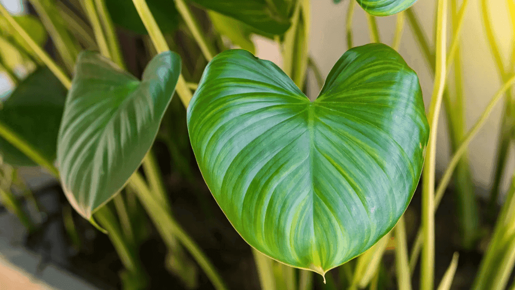 Philodendron with heart-shaped leaves trailing from a pot - best indoor plants for homes