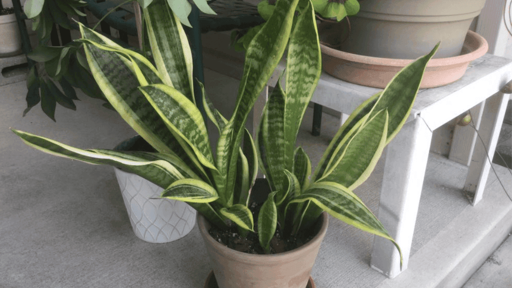 Snake Plant with tall, upright variegated leaves in a modern pot - best indoor plants for low light