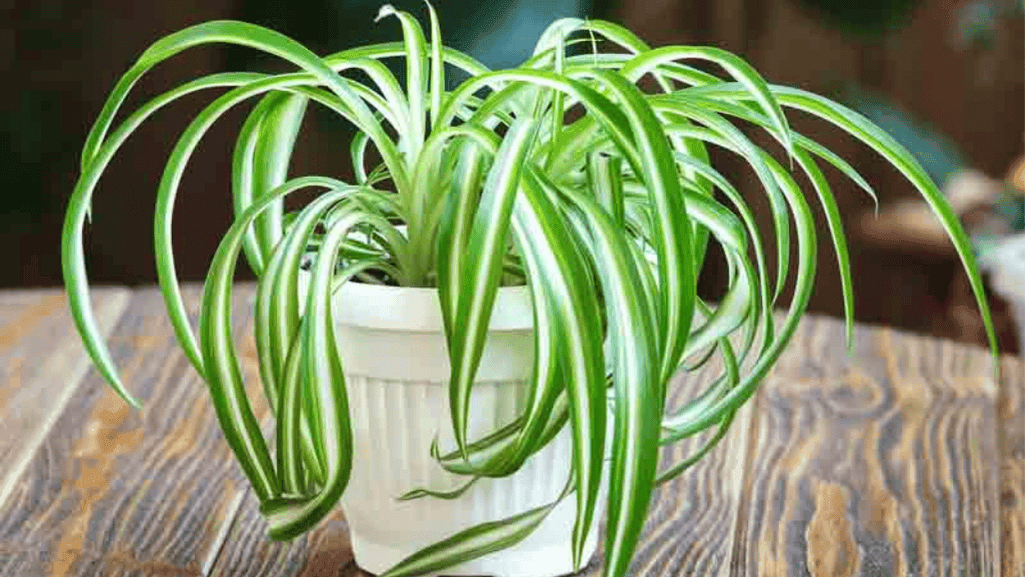 Spider Plant with arching variegated leaves and baby plantlets - best indoor plants for air purification