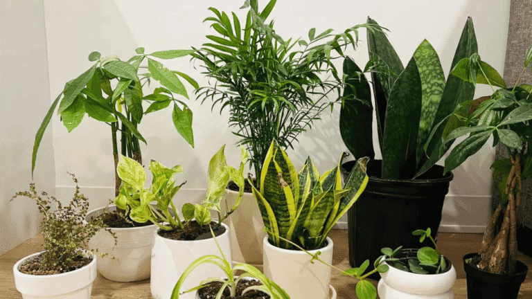 The Best Indoor Plants