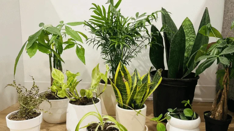 The Best Indoor Plants