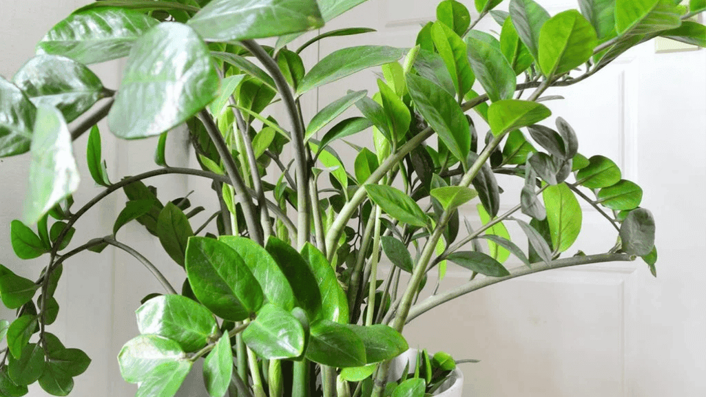 ZZ Plant with glossy dark green leaves in a decorative pot - best indoor plants for low light areas