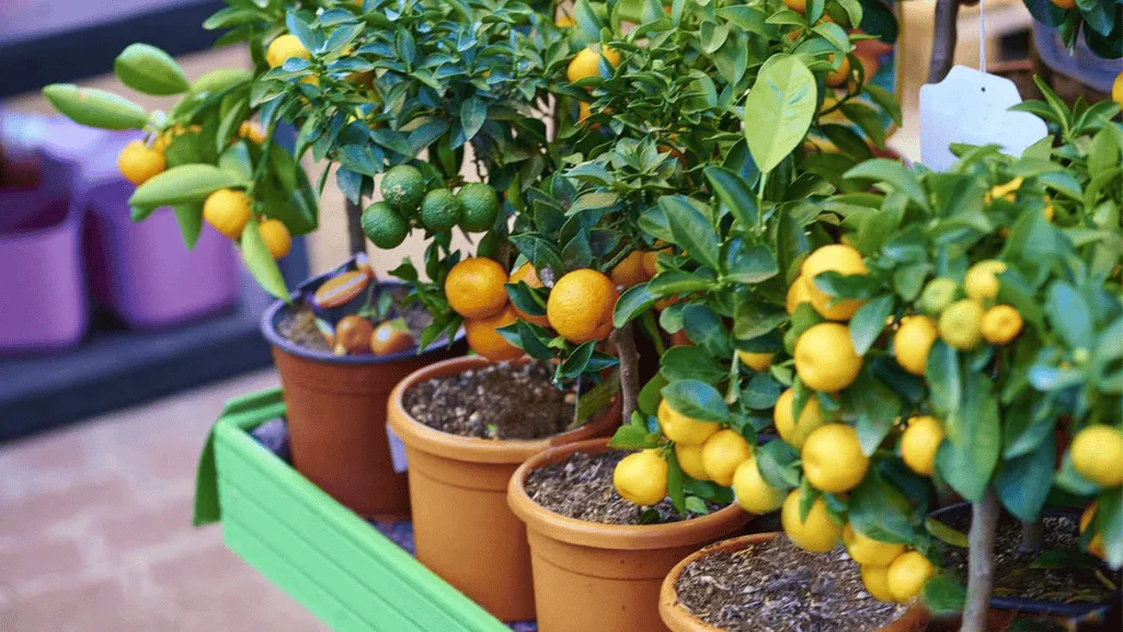 container-friendly plants